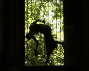 Window Dance